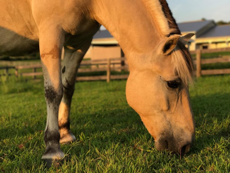 Donate Sprout Center